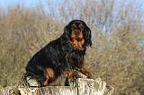 CAVALIER KING CHARLES 385
